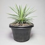 پرورش گیاهان از برگ