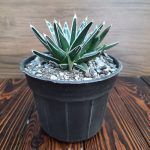 آگاو ویکتوریا