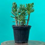 کراسولا قاشقی