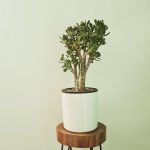 کراسولا آواتا