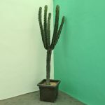 افوربیا اینگنس بزرگ