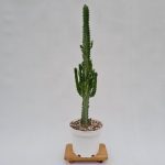 افوربیا تریگونا سبز