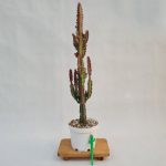 افوربیا تریگونا قرمز