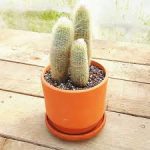 اسپوستوا زرد