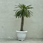 نخل ماداگاسکار لامری تک شاخه