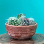 میکس گلدان لیان