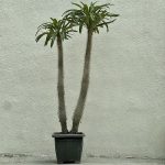 نخل ماداگاسکار لامری سطل 3