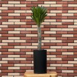 نخل ماداگاسکار لامری