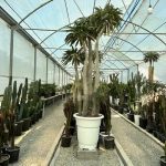 نخل ماداگاسکار بزرگ