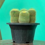 کاکتوس نوتو عسلی