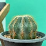 نوتو مگنی فیکوس آبی