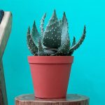 آلوئه آکولاتا