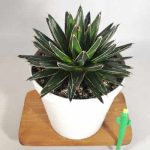 آگاو ویکتوریا کامپکت