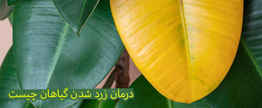درمان زرد شدن گیاهان