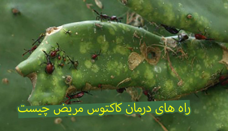 علت چروک شدن کاکتوس