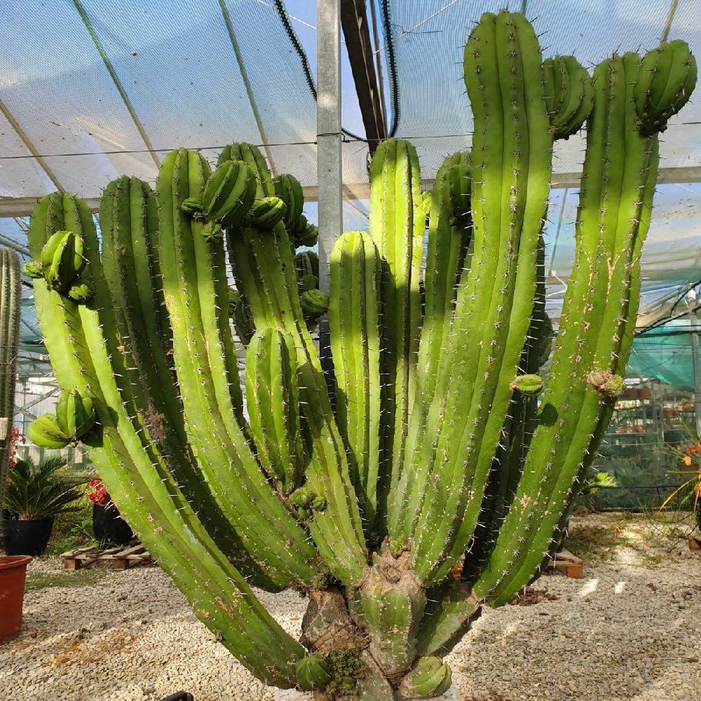 معرفی کاکتوس‌های سرئوس (Cereus)