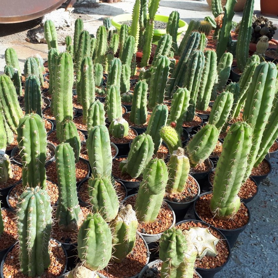 معرفی کاکتوس‌های سرئوس (Cereus)