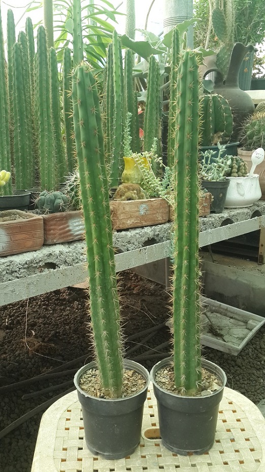 معرفی کاکتوس‌های سرئوس (Cereus)