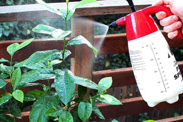 بهترین سموم برای گیاهان آپارتمانی