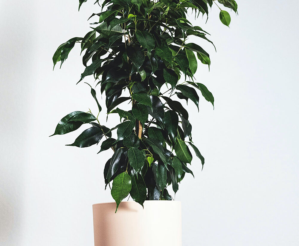 انواع گیاه بنجامین