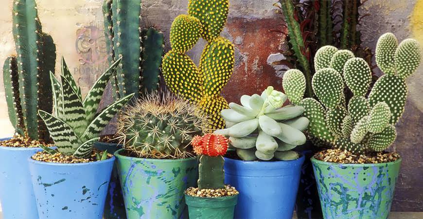 ویژگی های کاکتوس سالم