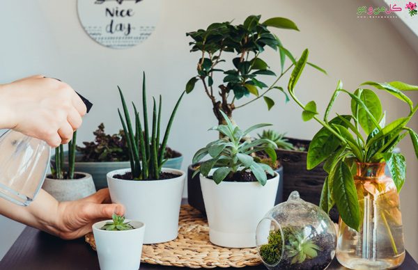بهترین سموم برای گیاهان آپارتمانی