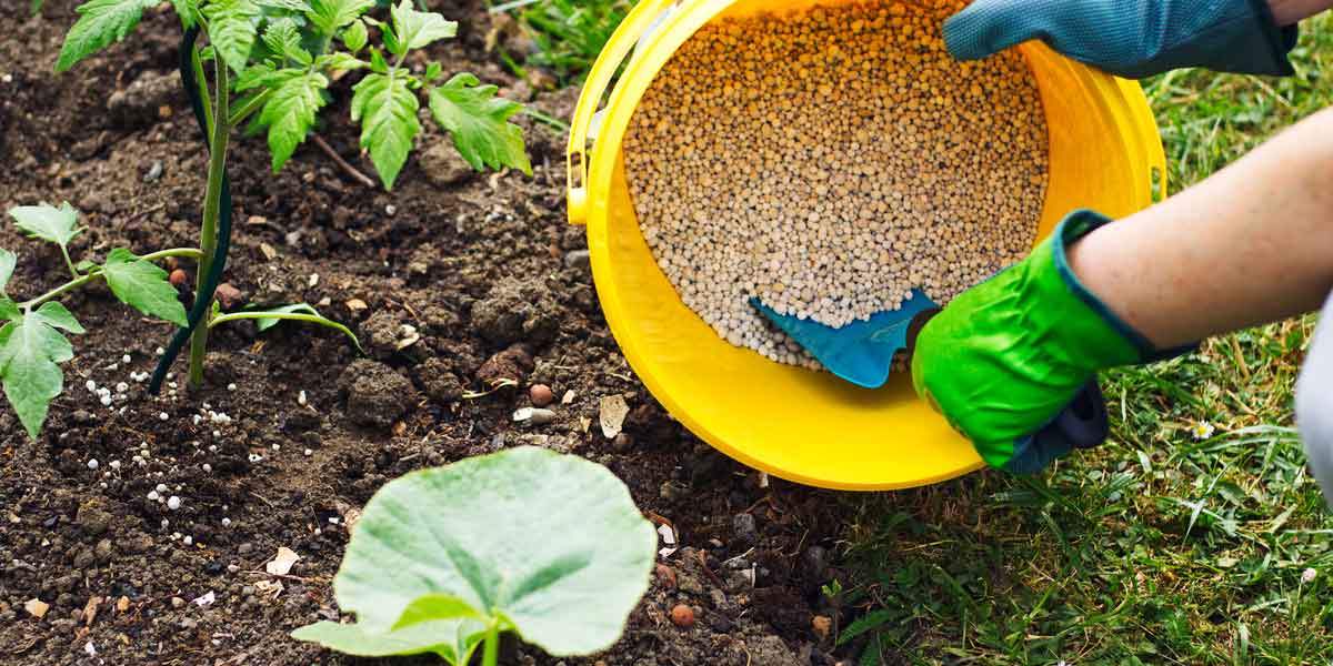 کود شیمیایی برای گیاهان آپارتمانی بهتر است یا کود حیوانی