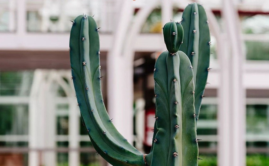 معرفی کاکتوس ها