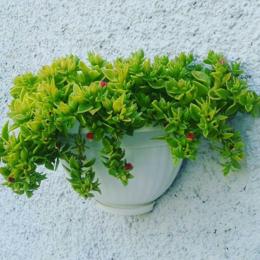 گیاهان مناسب برای بالکن