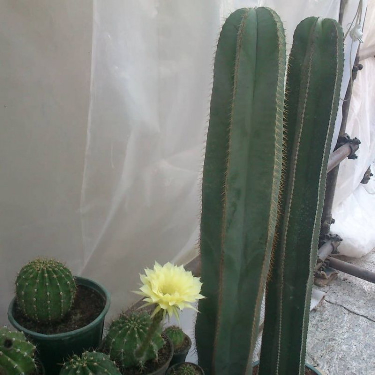 کاکتوس‌های کلکسیونی محبوب و نادر