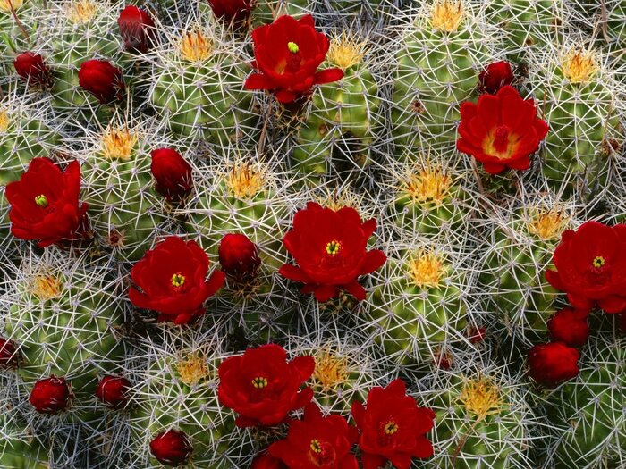 کاکتوس‌های کلکسیونی محبوب و نادر