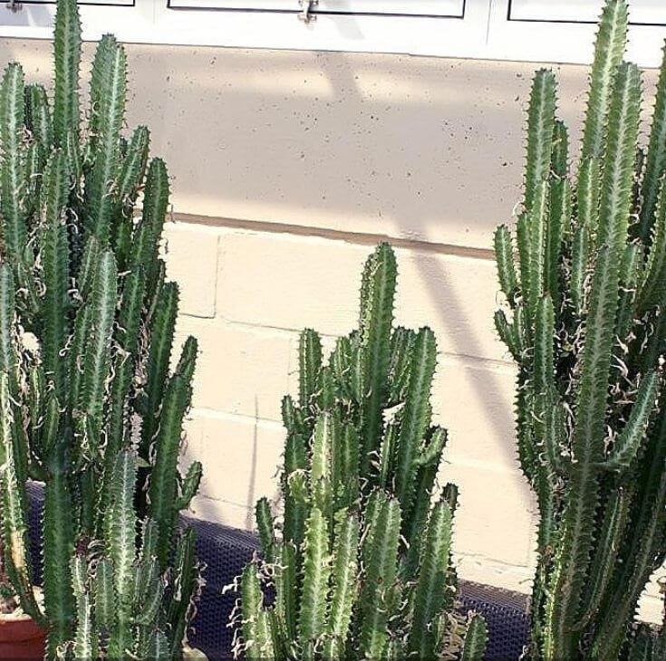 معرفی کاکتوس ها