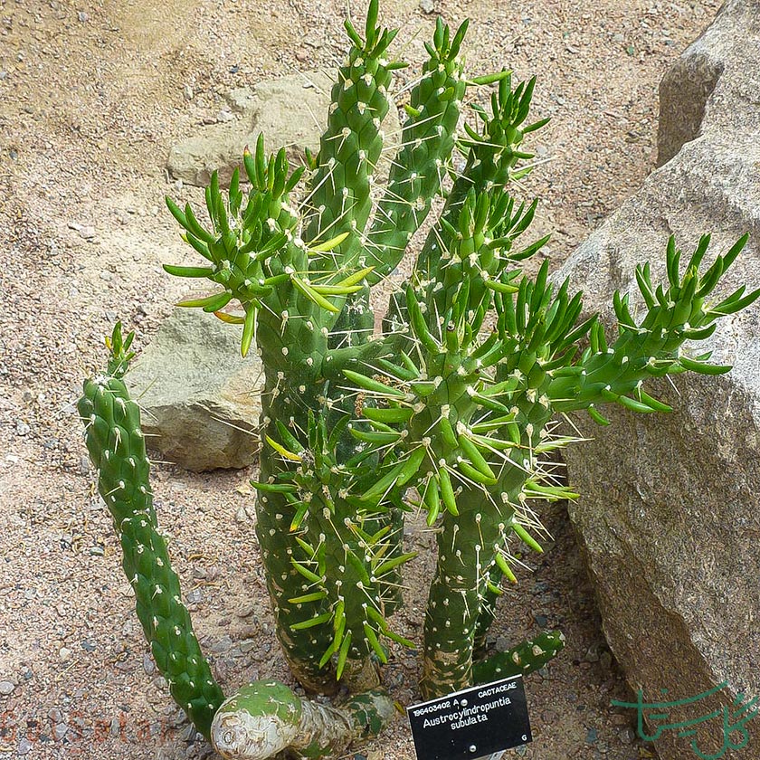 معرفی کاکتوس ها