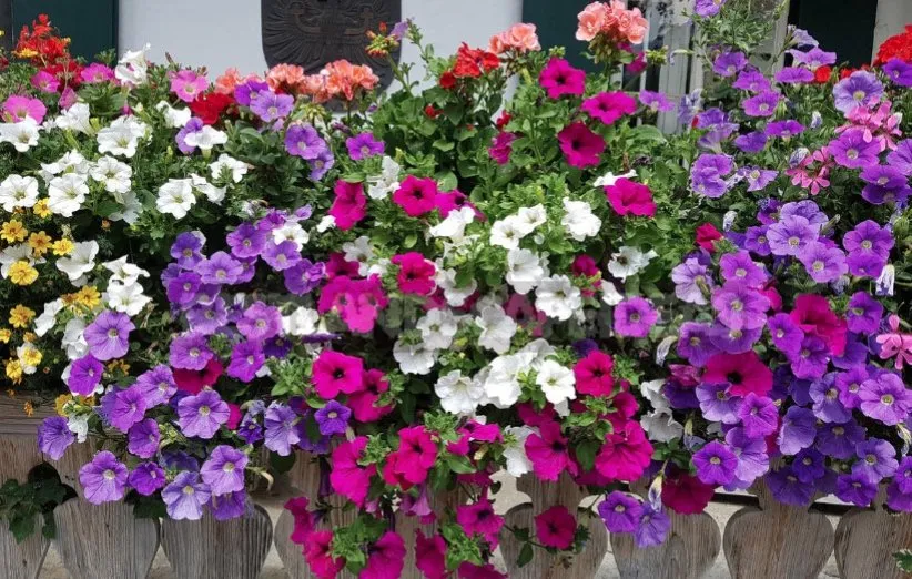 گیاهان مناسب برای بالکن