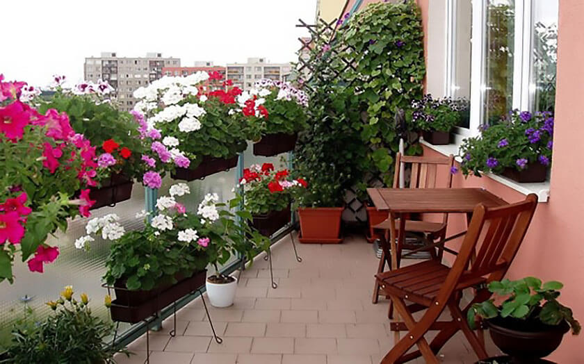 گیاهان مناسب برای بالکن
