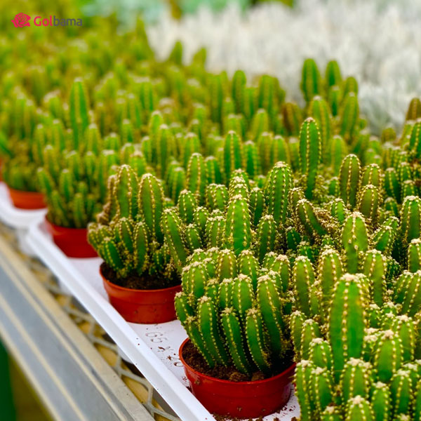 کاکتوس‌های کلکسیونی محبوب و نادر