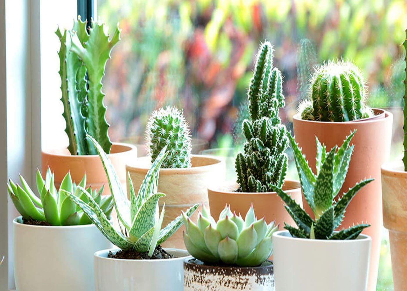 معرفی کاکتوس ها