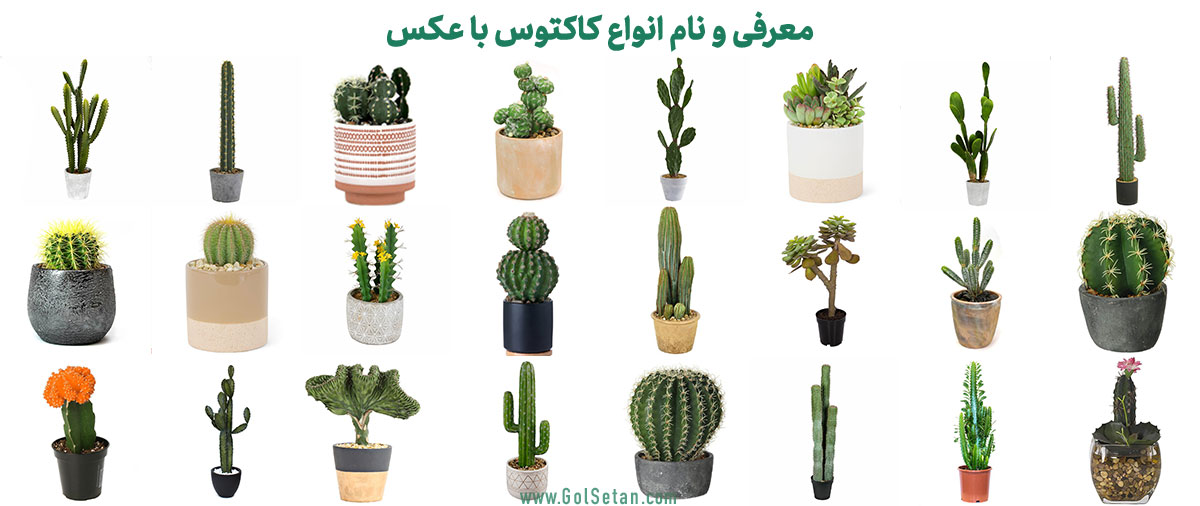 کاکتوس‌های کلکسیونی محبوب و نادر