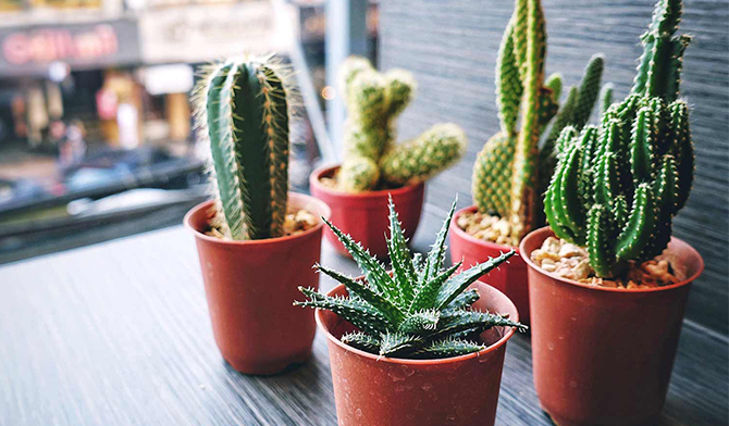 معرفی کاکتوس ها