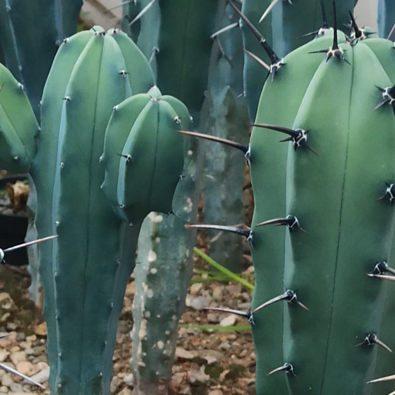 کاکتوس‌های کلکسیونی محبوب و نادر