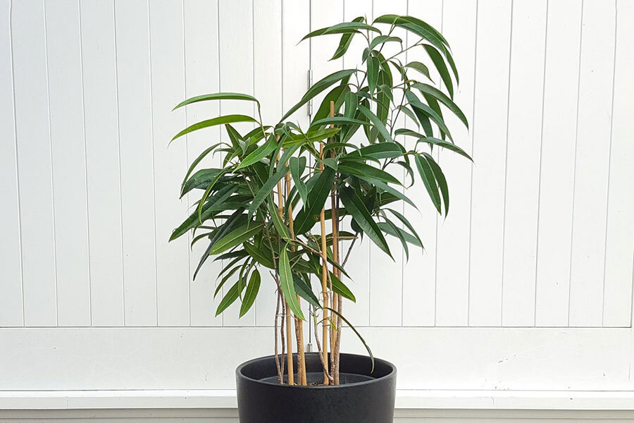 انواع خانواده گیاه فیکوس