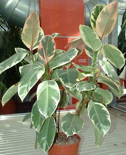 انواع خانواده گیاه فیکوس