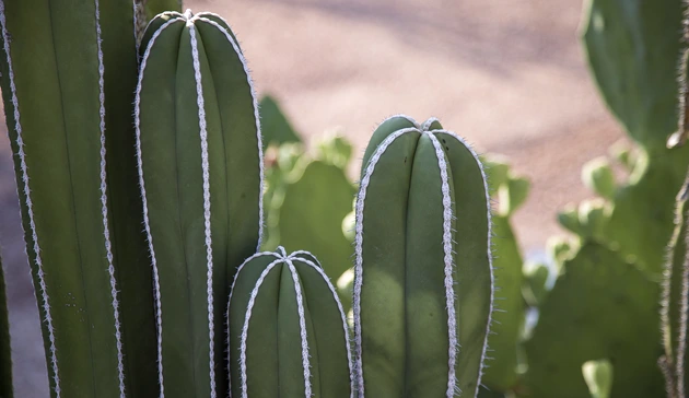 معرفی کاکتوس ها